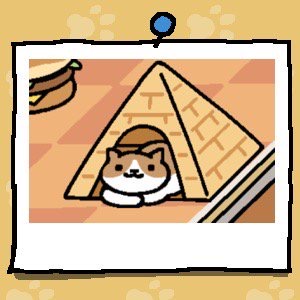 Cocoa has light brown coloring on their back and the top of their head. The underside of the cat, and their paws, are white. Cocoa looks out from inside the Tent (Pyramid).