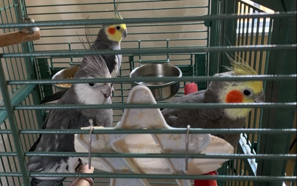 A view of the inside of the cage. A cuttlebone holder is in front. Three happy cockatiels look at the camera.