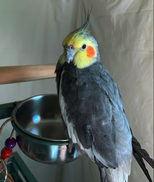 One fluffy cockatiel sitting on the edge of a bowl and looking at the camera.