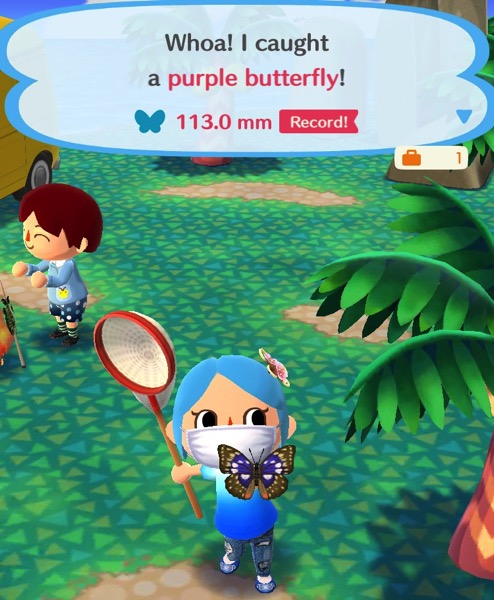 My Pocket Camp character holds up a large butterfly that has a purple color near the center and black and yellow areas near the ends of its wings.