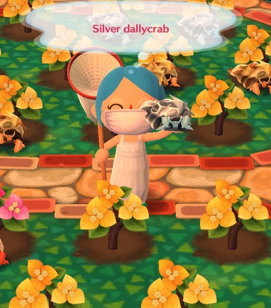 My pocket camp character holding up a silver dallycrab.