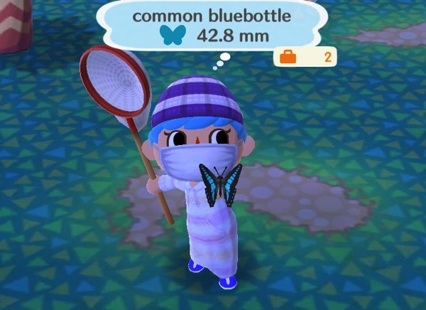 My Pocket Camp character holds up a medium sized butterfly. This one has black color along the sides of its wings, and a bright blue color in the center.