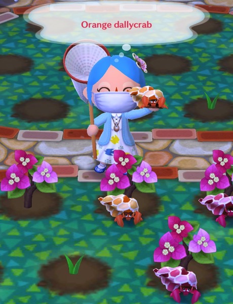 My pocket camp character holding up an Orange dailycrab. 