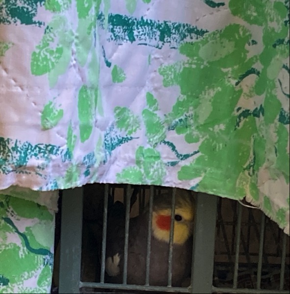 A cockatiel with a yellow face, orange cheek, and gray body looks out of a gap under the blanket that covers teh cage.