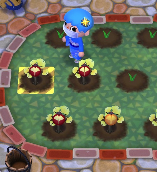 My pocket camp in their garden. Some mini ginkgo plants have grown and attracted rare bugs.