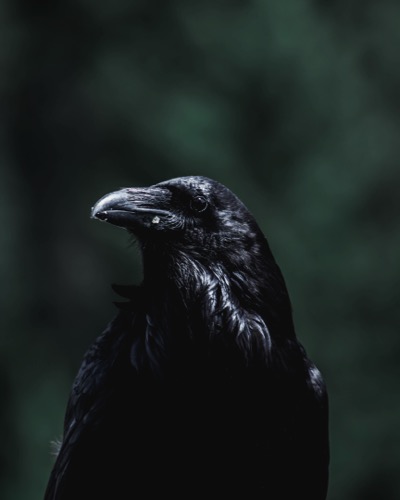 Close up of a black crow who appears to be looking at the camera. There is a dark green and black background behind the crow. Photo by Dimitar Donovski on Unsplash