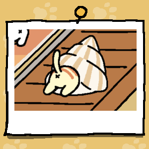Apricot is a light yellow cat with light orange stripes across their back. The backside of Apricot sticks out of the Shell Tunnel (White).