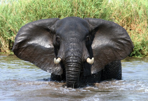 A large elephant is looking directly at the camera. The elephant is in a large body of water, possibly having a bath. Photo by Craig Matters on Unsplash