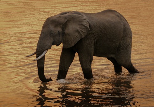 Elephant standing in water by Harvey Sapir on Pexels