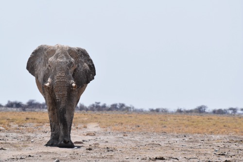 A grey elephant standing on sand by Patrick Duvanel on Unsplash