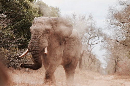 brown elephant walking under a blurry sky by Will Shirley on Unsplash