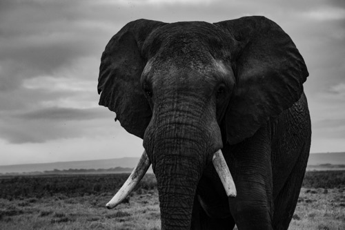 A black and grey photo of an elephant by Tarek Kunze on Unsplash
