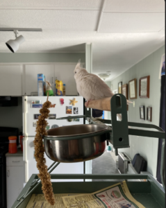 Story About A Cockatiel