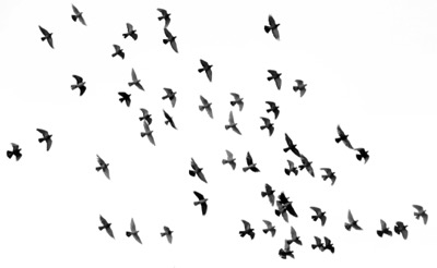 flock of birds flying together by Mendi Sepheri on Unsplash